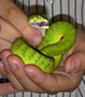 Wildlife of the Week