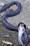 Wildlife of the Week